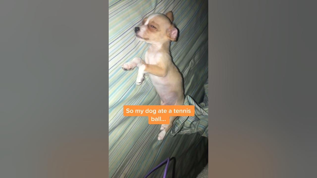 Omw to the vet   #tiktok  #fyp