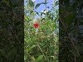HibiscoVermelho✨️#plantas  #deusnocontrole #motivação #pazmental #prosperidadedivina #dinheiro