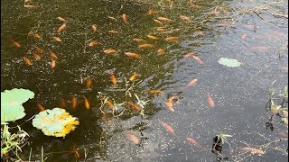Fish eating food pets animal fish youtube fypシ fyp foryou food