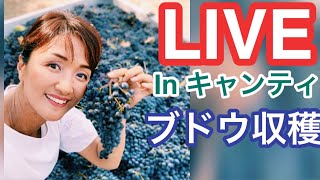 LIVE In キャンティ地方　秋の風物詩:ブドウ収穫