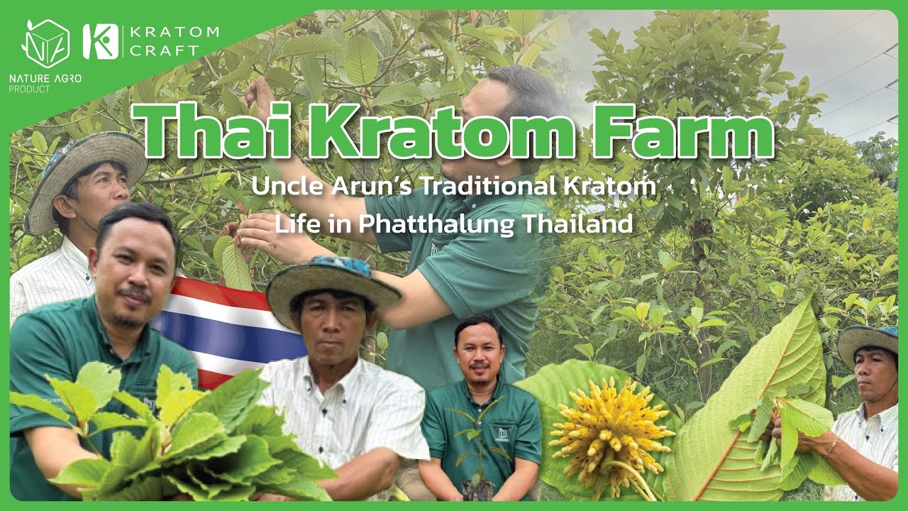 Visiting a Thai Kratom Farm | Uncle Arun’s Traditional Kratom Life in Phatthalung Thailand