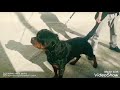 Rottweiler VOX DE KNUEVE HISPANIA