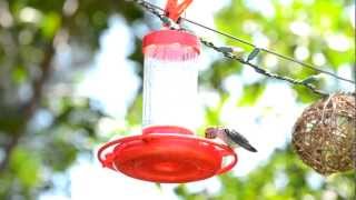 SoCal Hummingbird Chillin' & Enjoying Feeder (HiDef 1080p) shot on Nikon D3100