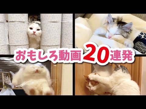 つくしのおもしろ動画総集編　その１【おしゃべりする猫】