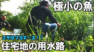 住宅地の水路で魚釣り！極小タナゴを釣りたい！エサはマヨネーズ？irrigation micro fishing