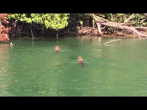 Onças-pintadas são flagradas em rio de Porto Rico