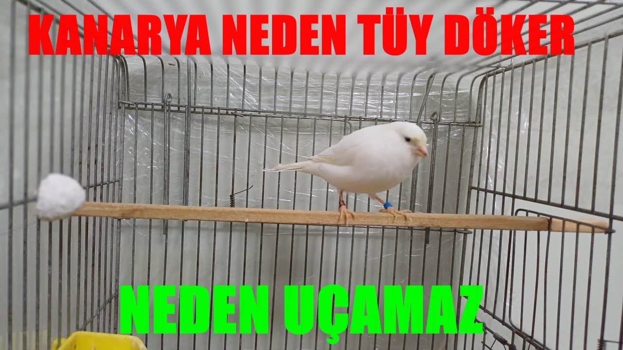 Kanarya Neden Tüy Döker, Neden Uçamaz.!! Mutlaka izle!!