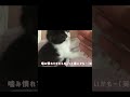 【保護猫】お爪カミカミ猫。「歯応えがたまらん」double toothed cat