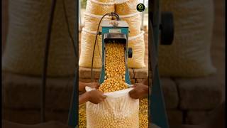 Daal Mill Machine Demo Video 🔥 Dal Mill Machine | Dal mill machine price