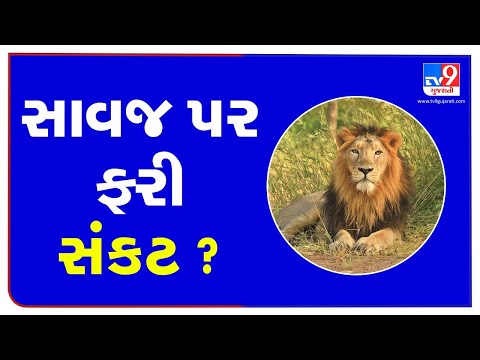 Over 4 lions dead within 15 days in Amreli district, forest dept worried | TV9News