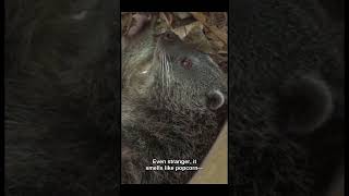Test Video