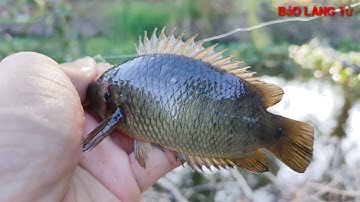 Lần đầu trải nghiệm câu cá rô đồng khu vườn bỏ hoang lâu năm giật đã tay luôn cả nhà oi@