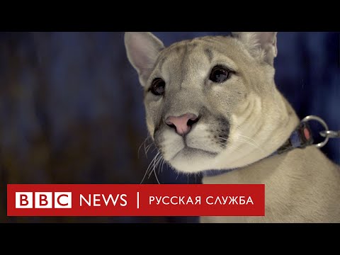 Канадская пума из московской хрущевки