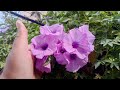 How to grow Railway creeper plant/propagate railway creeper plant through seeds