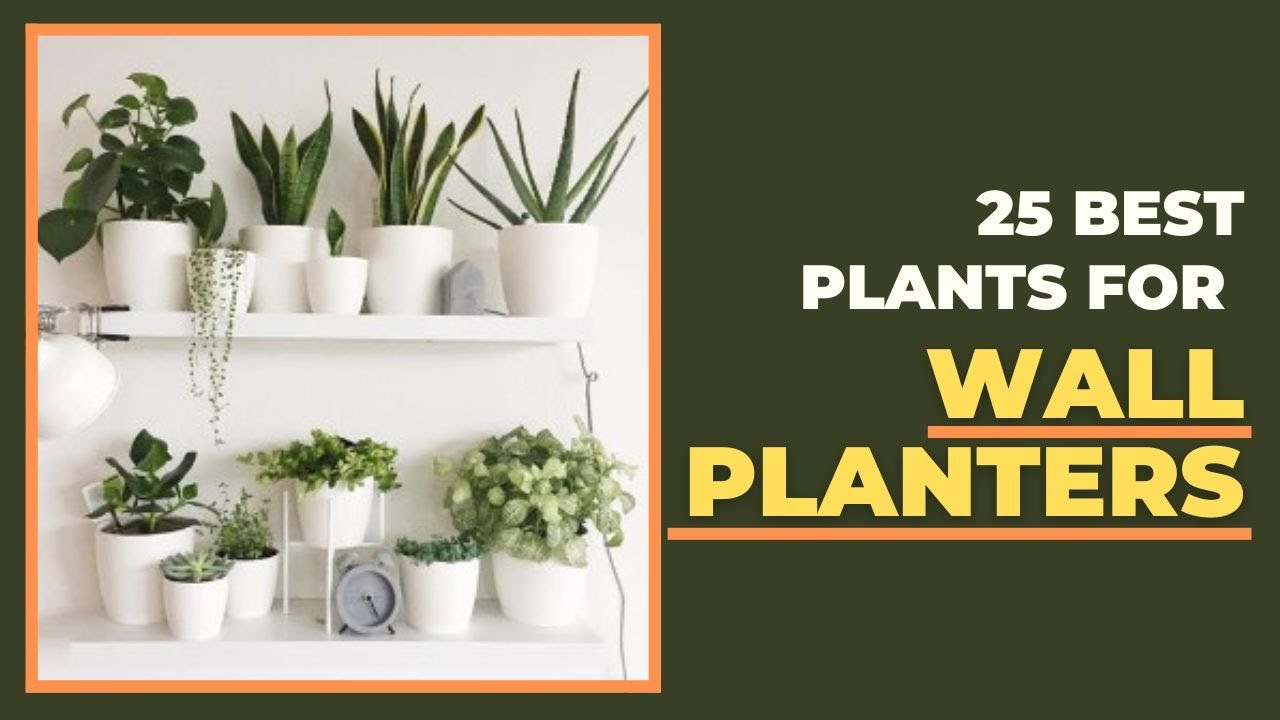 25 Best Plants for Wall Planters Vertical Garden Best Wall Hanging