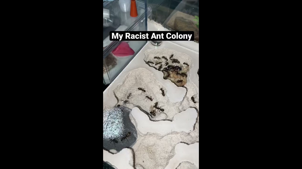 Racist Ant Colony