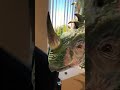 Sinoceratops