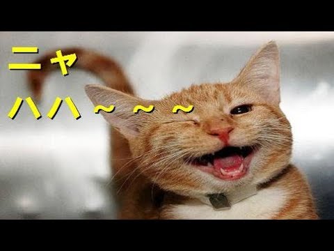 【癒し】ほのぼの動物たちのかわいいしぐさ 