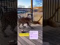 Monkey 🐒vs. Leopard 🐅to Save a Kitten🐱.원숭이 🐒가 새끼 고양이 🐱를 구하기 위해 표범 🐅과 맞서다子猫 🐱を救うために、サル 🐒がヒョウ 🐅に立ち向かう