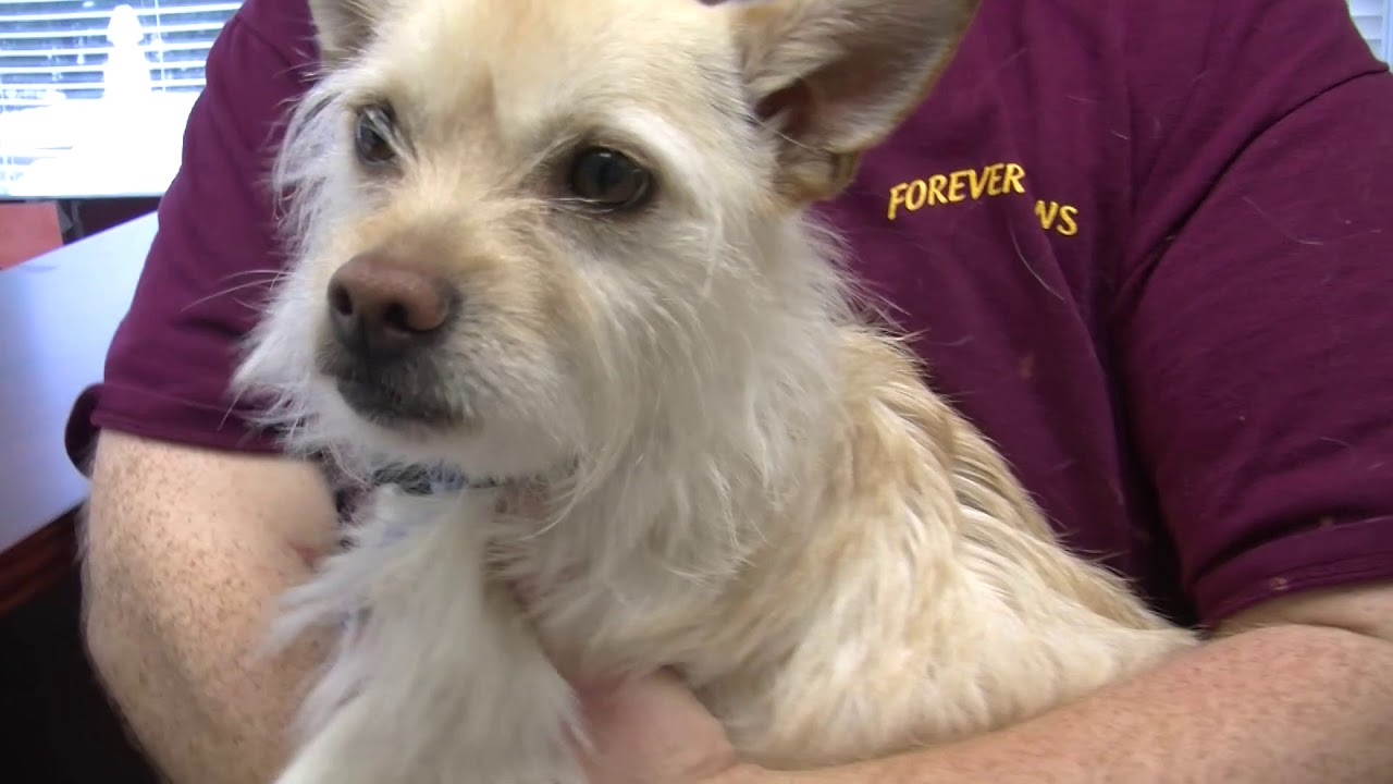 hot dogs and cool cats grooming