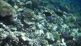 Snorkeling Au Club Med De Kani Aux Maldives Avril 2009