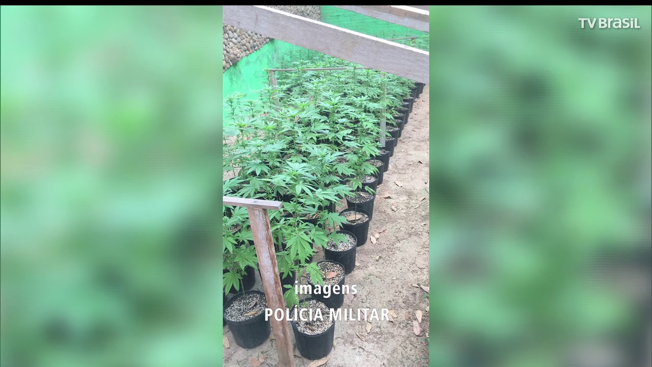 PM encontra mais de 600 pés de maconha em casa de Rio das Ostras