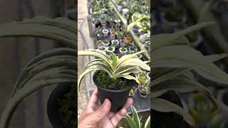 交配大成功！】大錦×華宝 万年青の品種ができる過程、紹介解説 私が