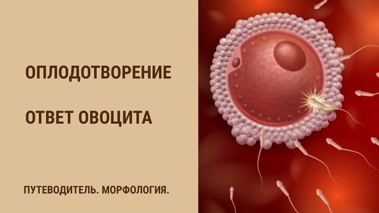 Оплодотворение. Ответ овоцита - YouTube