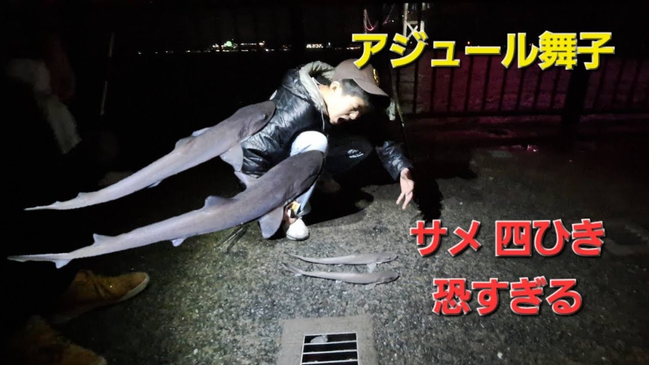 【アジュール舞子】夜は鮫が入れ食い。