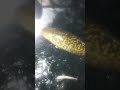 Callander Bay Ling Lawyer Burbot, Lake Nipissing Ice Fishing 2025