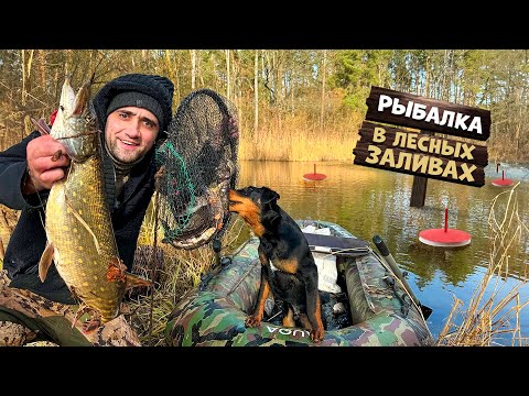 Видео: Рыбалка в лесных заливах! Поставил кружки и верши и офигел