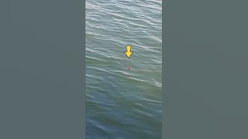 Câu Cá Rô Phi Một Buổi Trưa Hè | Tilapia Fishing A Summer Afternoon #shorts