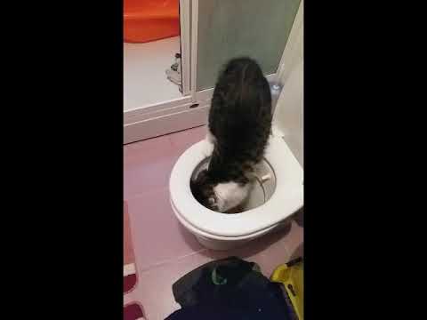 Kedi Cisini Alafranga Tuvalete Klozet Yapiyor Youtube