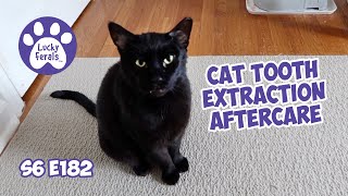 Cat Tooth Extraction Aftercare - S6 E182 - Lucky Ferals Cat Vlog