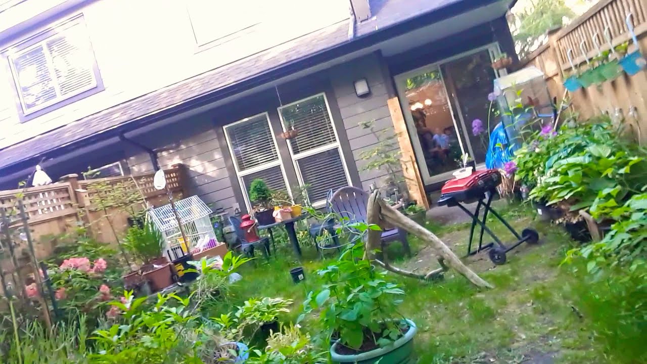 Hosta basics / perennial plants / how to grow Hosta