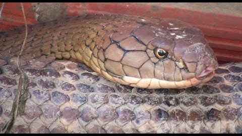 Rắn Hổ mây khủng và cái kết