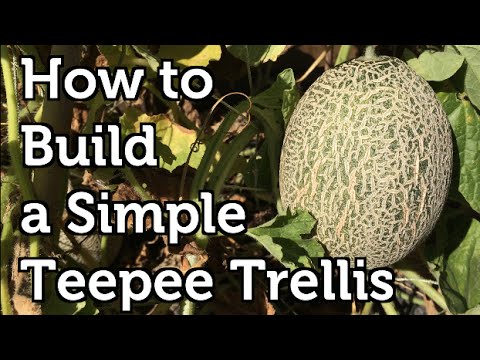 How to Build a Simple Teepee Trellis