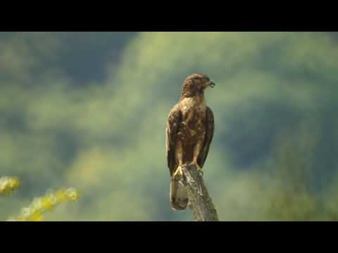 კრაზანაჭამია (ირაო) - european honey-buzzard - pernis apivorus