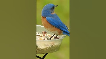 Beautiful Eastern Bluebird Listens to Blue Jays Before Flying Off