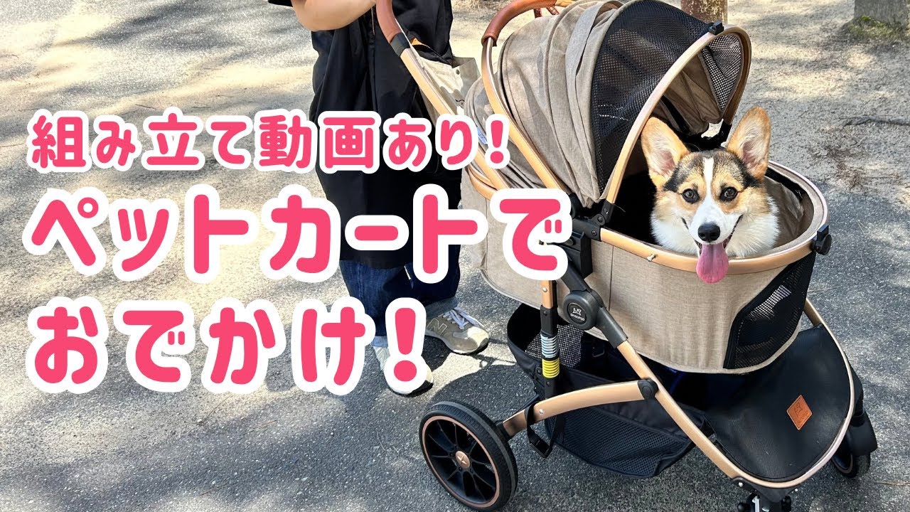 【子犬】ペットカートでお出かけ！【コーギー】