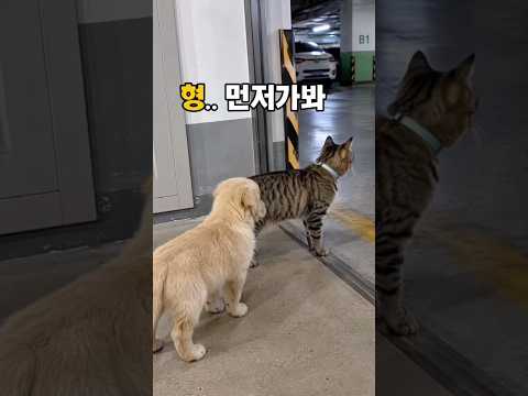 형이 멈추니까 같이 멈춘 막내 😂🐶 thumbnail
