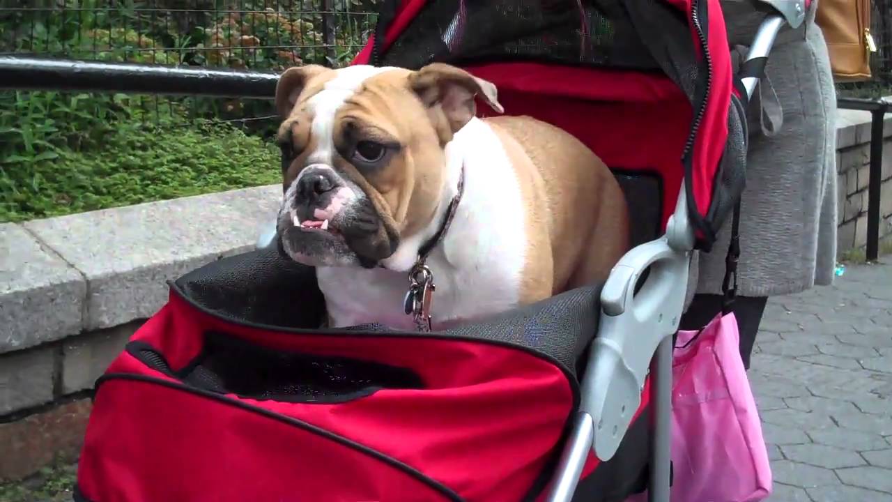 french bulldog in stroller