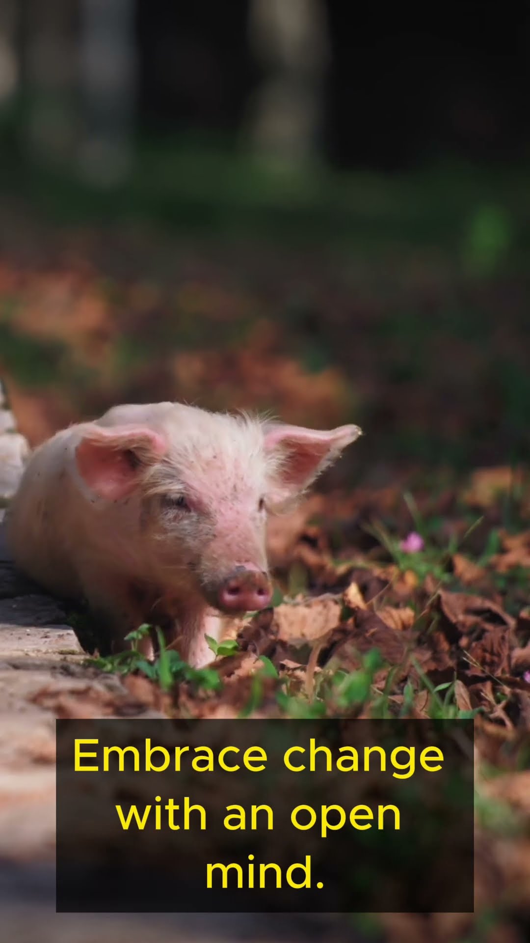 Life Lessons from Pigs   Part 5 #shorts  #lifelessons #personalgrowth #wisdom #pigs #adaptability