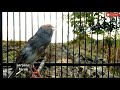 Kenari Starblue Ampuh Sangat Pancing Kenari Bunyi Mp3 - Mp4 Download