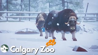 Tundra Habitat for Muskox | Calgary Zoo in Planet Zoo Ep.18