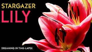 Stargazer Lilies  Timelapse with Music