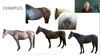 2.1.5 Equine Condition Scoring  Horse Saddle Rider Course Kinetic Anatomy, Biomechanics, Evaluation screenshot 1