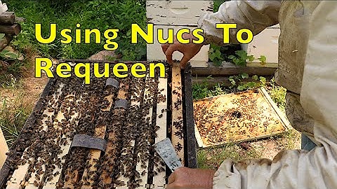 Beekeeping: Combining Double Screen Board Nucs with Colonies