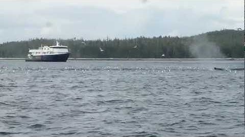 Bubble Net Feeding - Un-Cruise Adventures