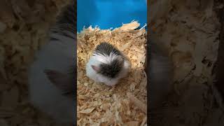 Малыш 🐹спит #shortsvideo #хомяк #viral #cute #hamster